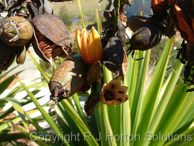 Doryanthes palmeri seed pod